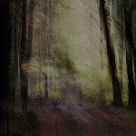Into autumn light