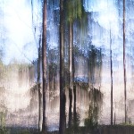 Crying pine tree