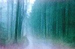 Wandering memories